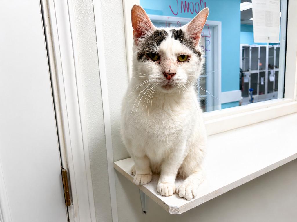 Sand Dollar, Adoptable, Adult Male Domestic Short Hair & Tabby (Brown).