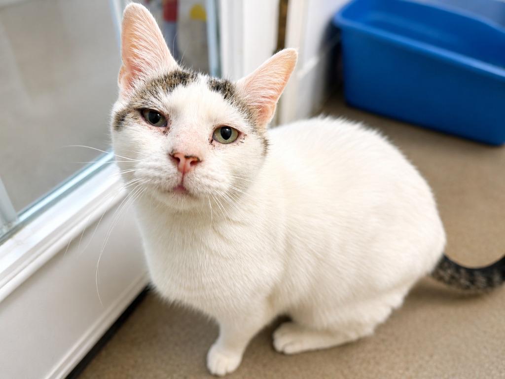 Enlarge Sand Dollar, a Adoptable mixed breed in Raleigh, NC image 2/2