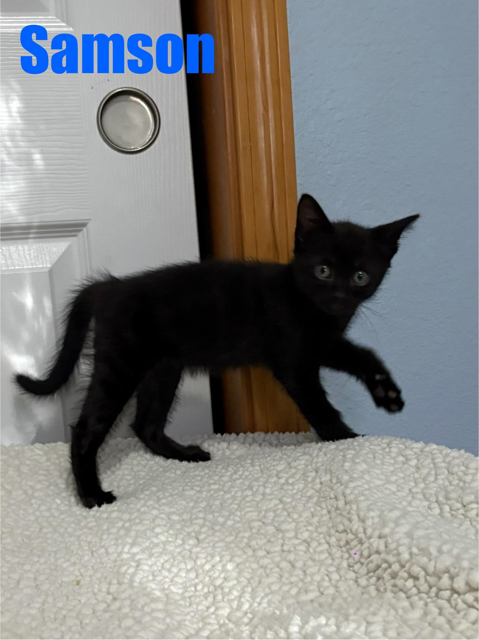 Samson, a Adopted Domestic Short Hair in Beaverton, OR image 3/3