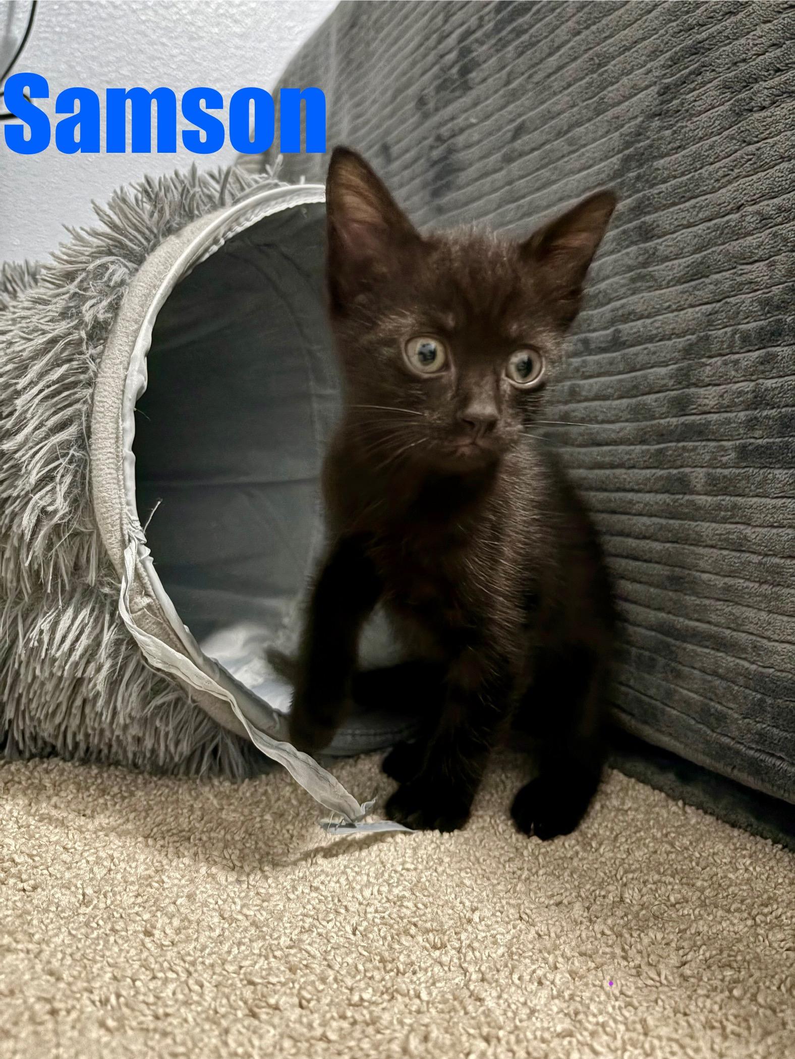 Samson, a Adopted Domestic Short Hair in Beaverton, OR image 1/3