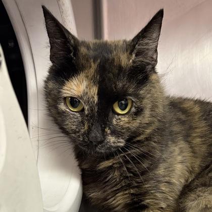 Enlarge Hallie, a ADOPTABLE Domestic Short Hair in North Myrtle Beach, SC image 1/4