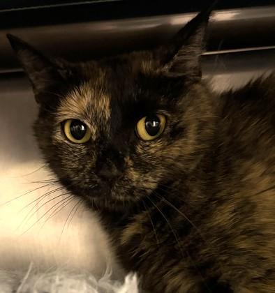 Enlarge Hallie, a ADOPTABLE Domestic Short Hair in North Myrtle Beach, SC image 3/4