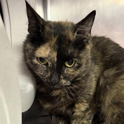 Enlarge Hallie, a ADOPTABLE Domestic Short Hair in North Myrtle Beach, SC image 2/4