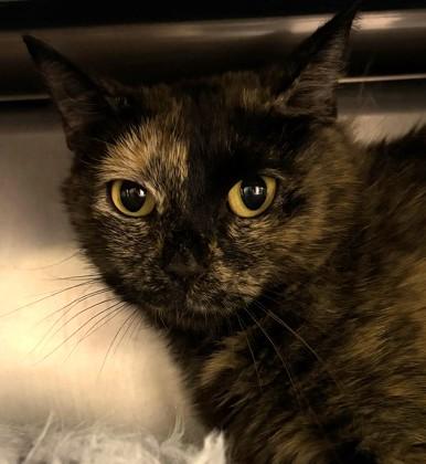 Enlarge Hallie, a ADOPTABLE Domestic Short Hair in North Myrtle Beach, SC image 4/4