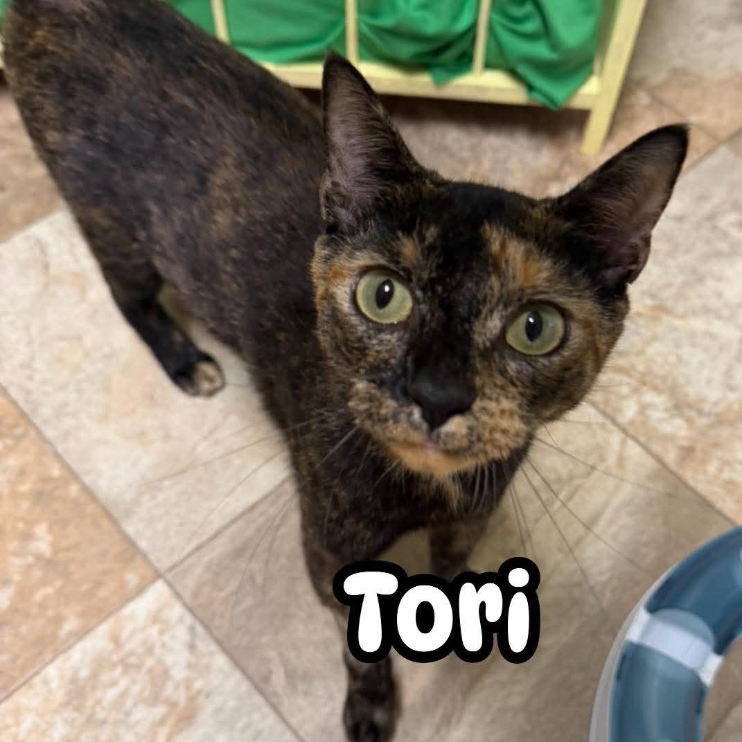 Tori, adopted, Young Female Tortoiseshell.