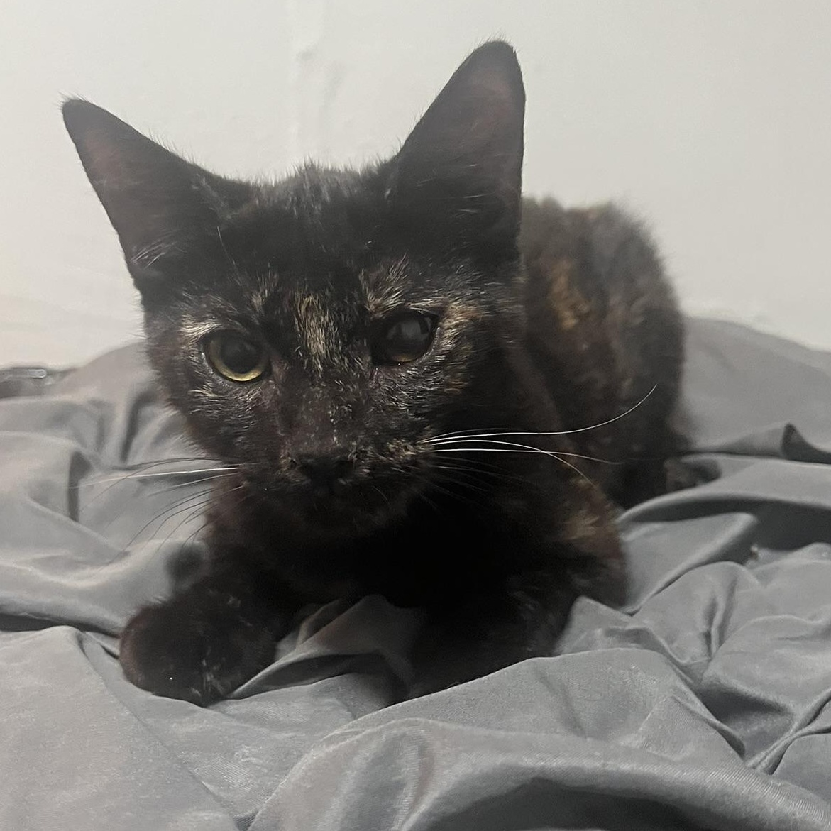 Xena, adopted, Young Female Domestic Short Hair.