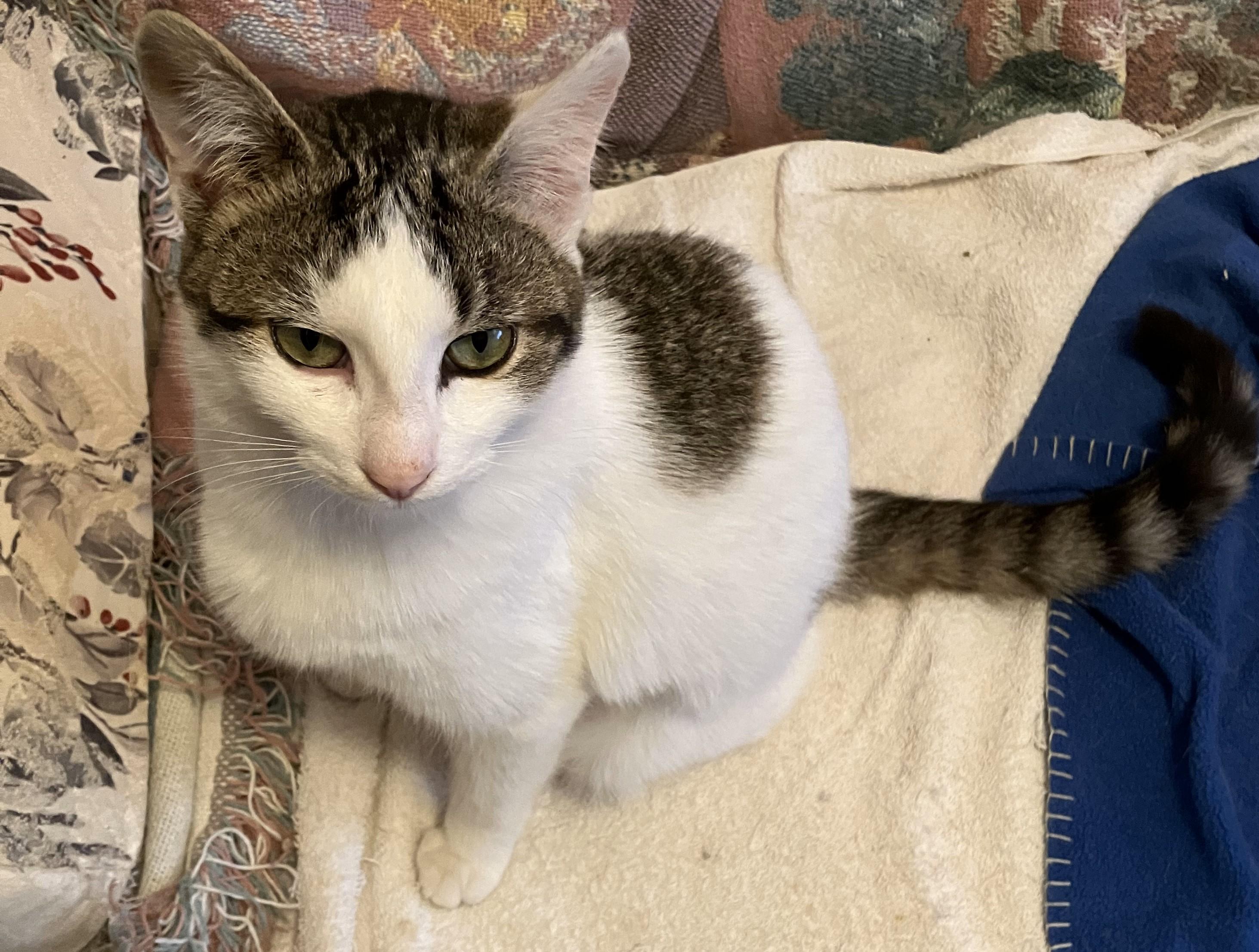 Scarlet, Adoptable, Young Female Tabby.