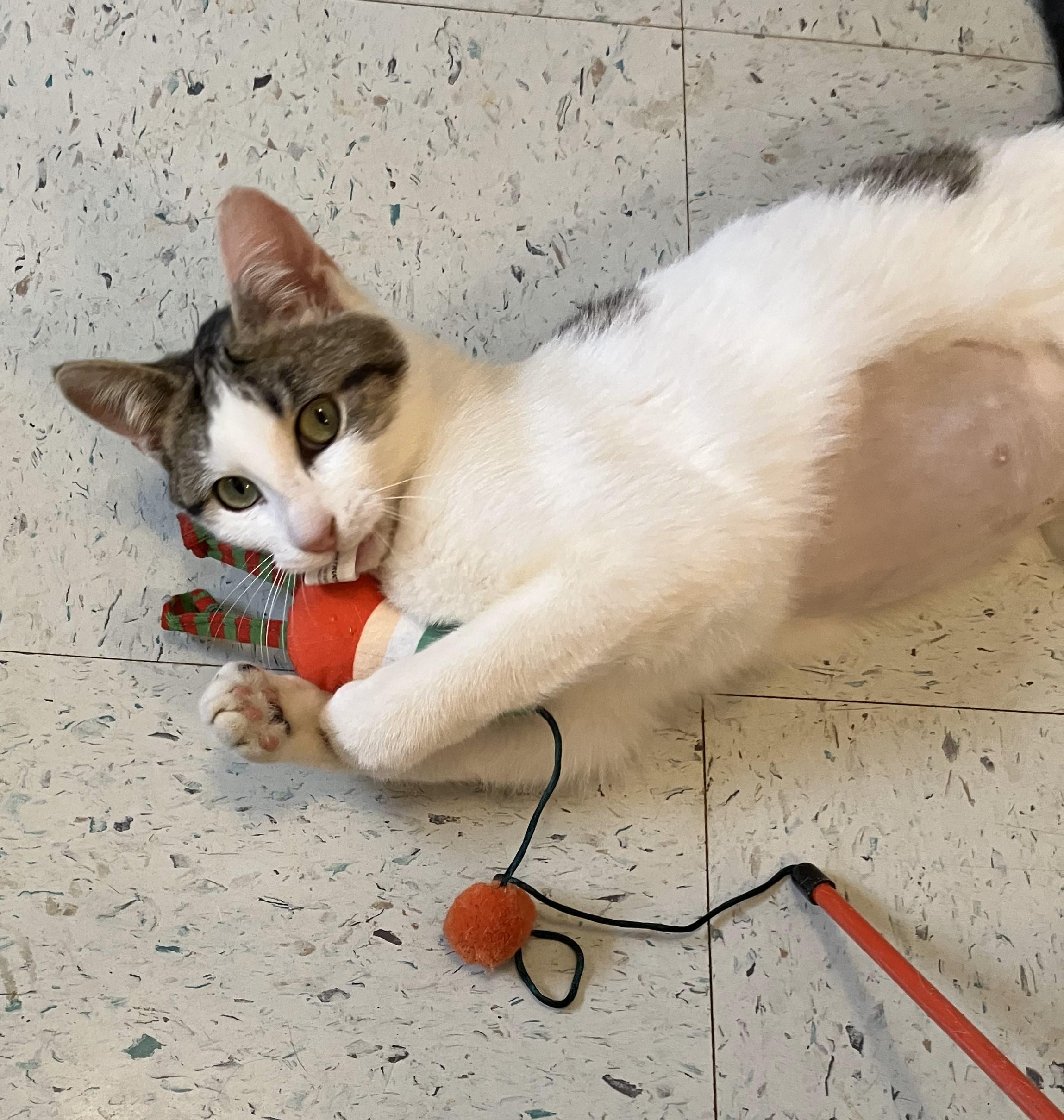 Scarlet, a Adoptable mixed breed in Denton, TX image 3/5