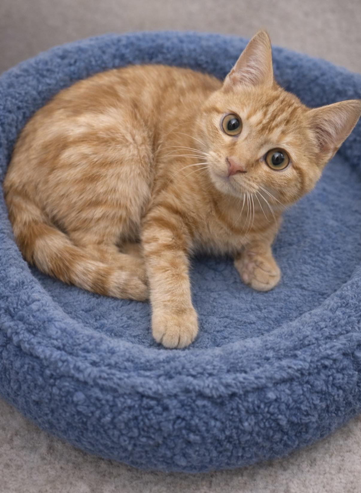 Ralph, Adopted, Young Male Domestic Short Hair.