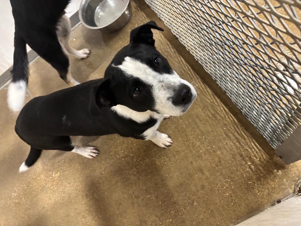 Enlarge bear, a Adoptable mixed breed in Belton, TX image 1/1