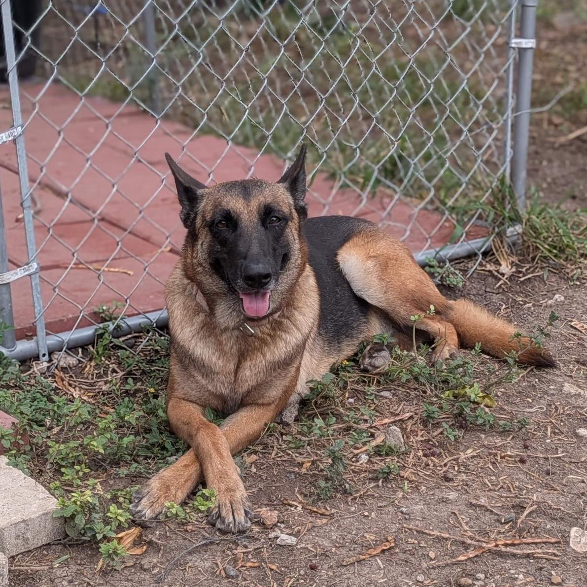 Enlarge Selene, a Adoptable Belgian Shepherd / Malinois in Billings, MT image 4/5