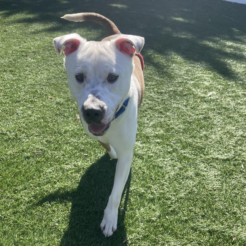 Enlarge Rocky, a Adoptable Mixed Breed in Saint Charles, MO image 1/6