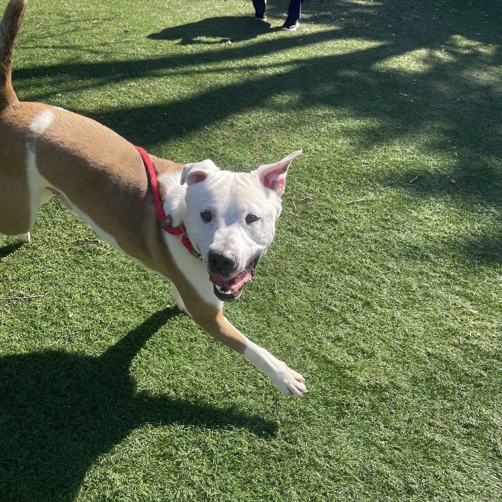 Enlarge Rocky, a Adoptable Mixed Breed in Saint Charles, MO image 2/6