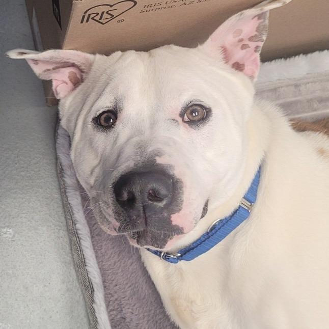 Enlarge Rocky, a Adoptable Mixed Breed in Saint Charles, MO image 3/6