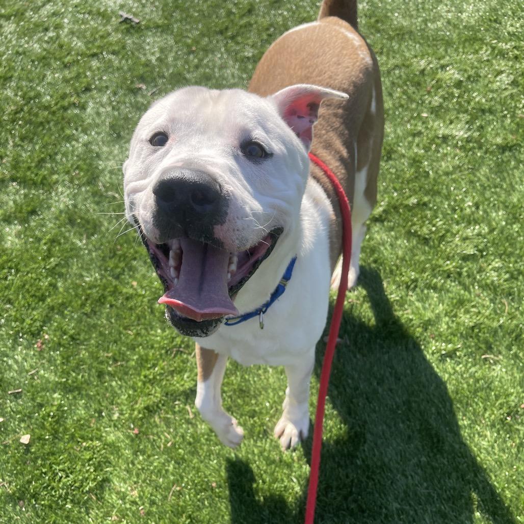 Enlarge Rocky, a Adoptable Mixed Breed in Saint Charles, MO image 4/6