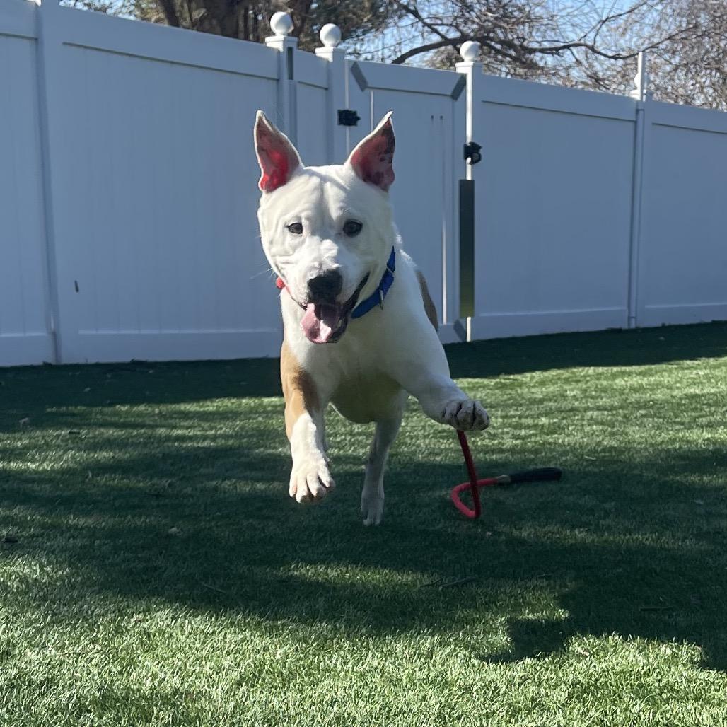 Enlarge Rocky, a Adoptable Mixed Breed in Saint Charles, MO image 5/6