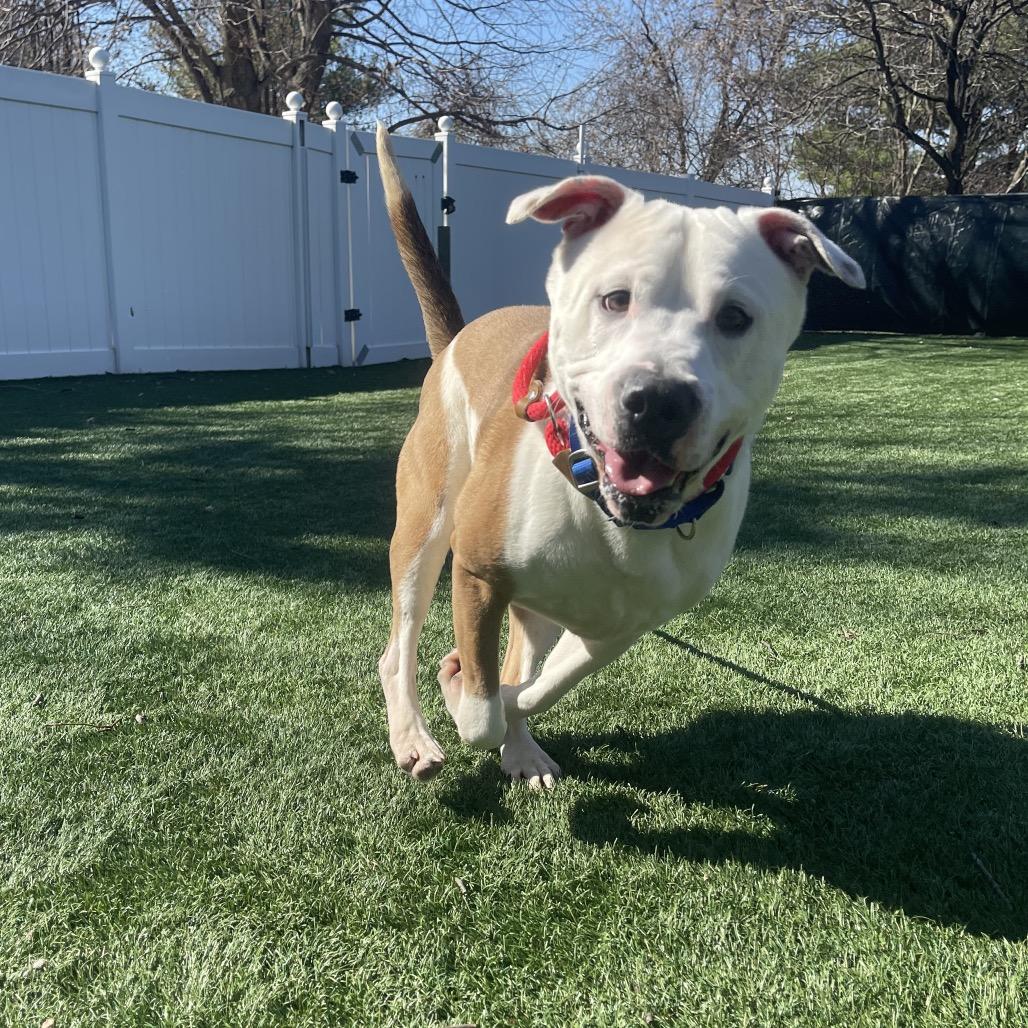 Enlarge Rocky, a Adoptable Mixed Breed in Saint Charles, MO image 6/6