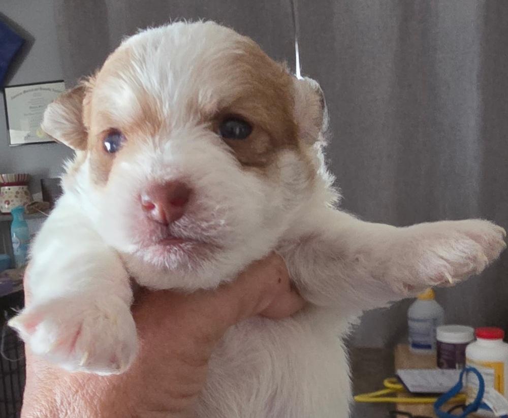 Enlarge Weasley, a Adoptable mixed breed in Draper, UT image 1/5