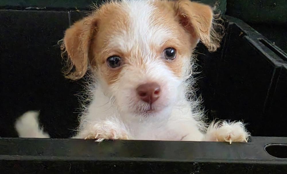 Enlarge Weasley, a Adoptable mixed breed in Draper, UT image 3/5