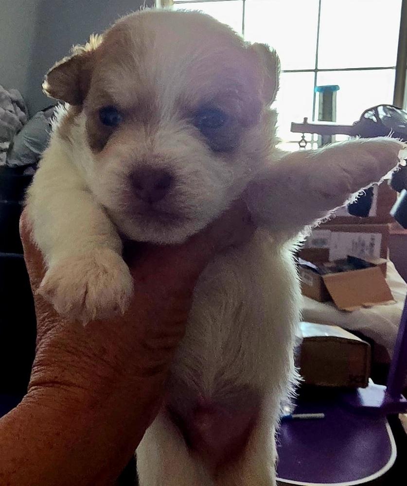 Enlarge Weasley, a Adoptable mixed breed in Draper, UT image 4/5