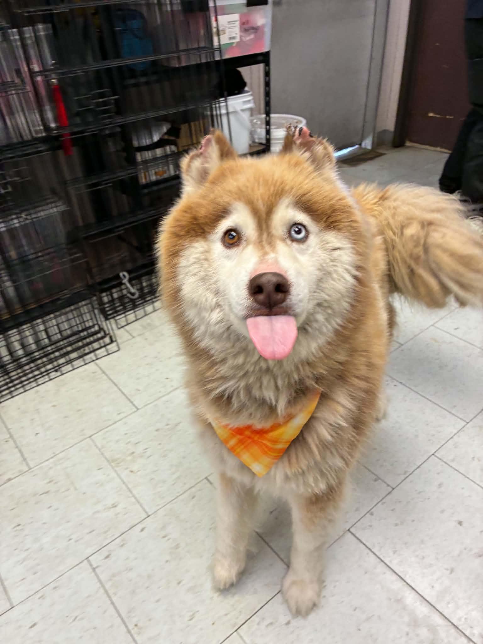 Ginger, a ADOPTABLE Siberian Husky in Burnaby, BC image 1/2