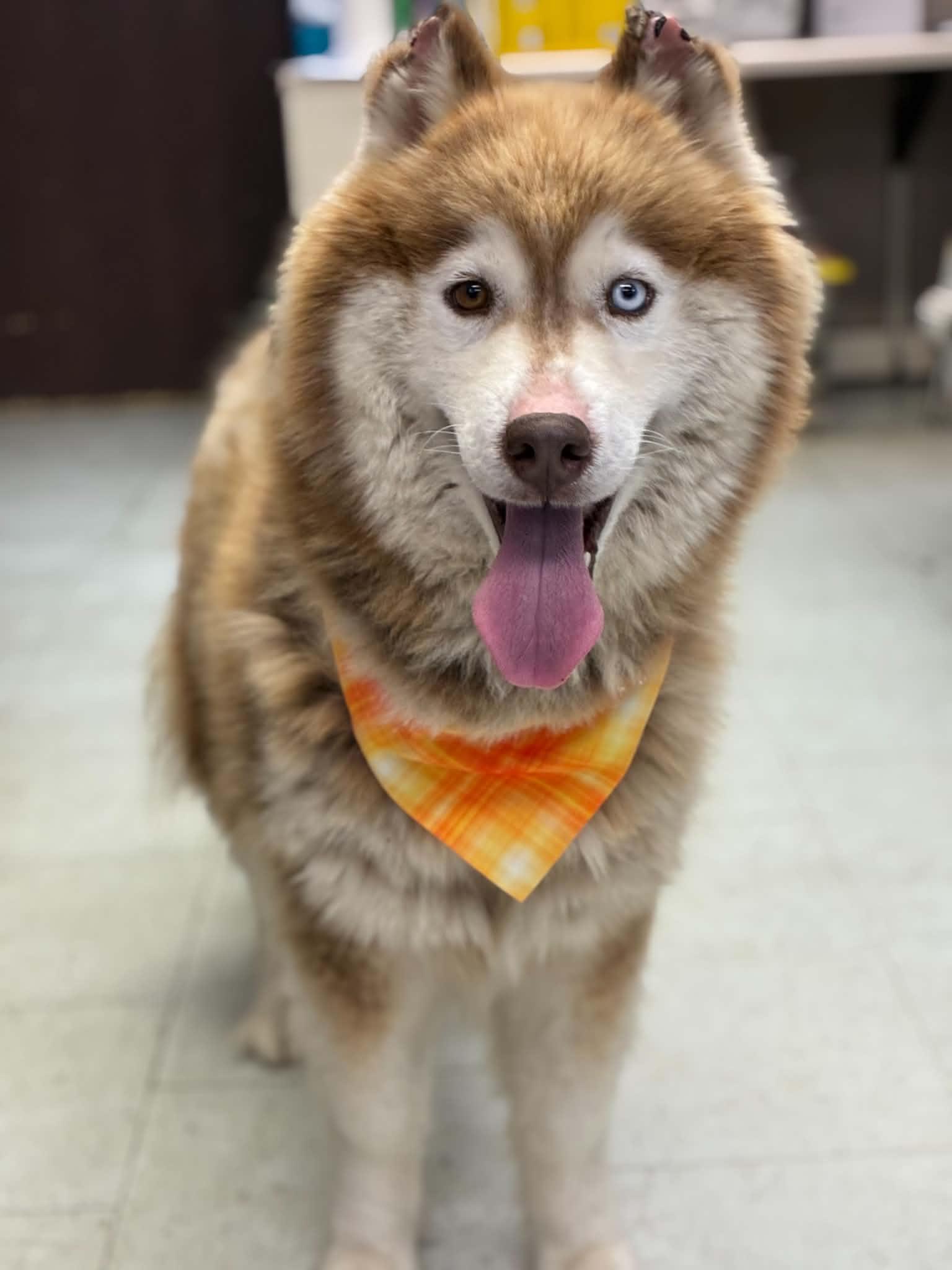 Ginger, a ADOPTABLE Siberian Husky in Burnaby, BC image 2/2