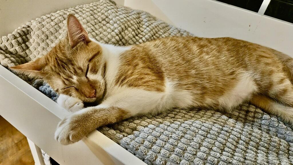 Haymitch Abernathy, Adoptable, Young Male Domestic Short Hair.