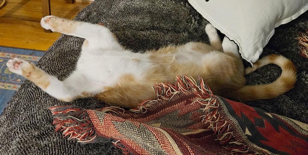 Enlarge Haymitch Abernathy, a Adoptable mixed breed in Parkville, MD image 2/6