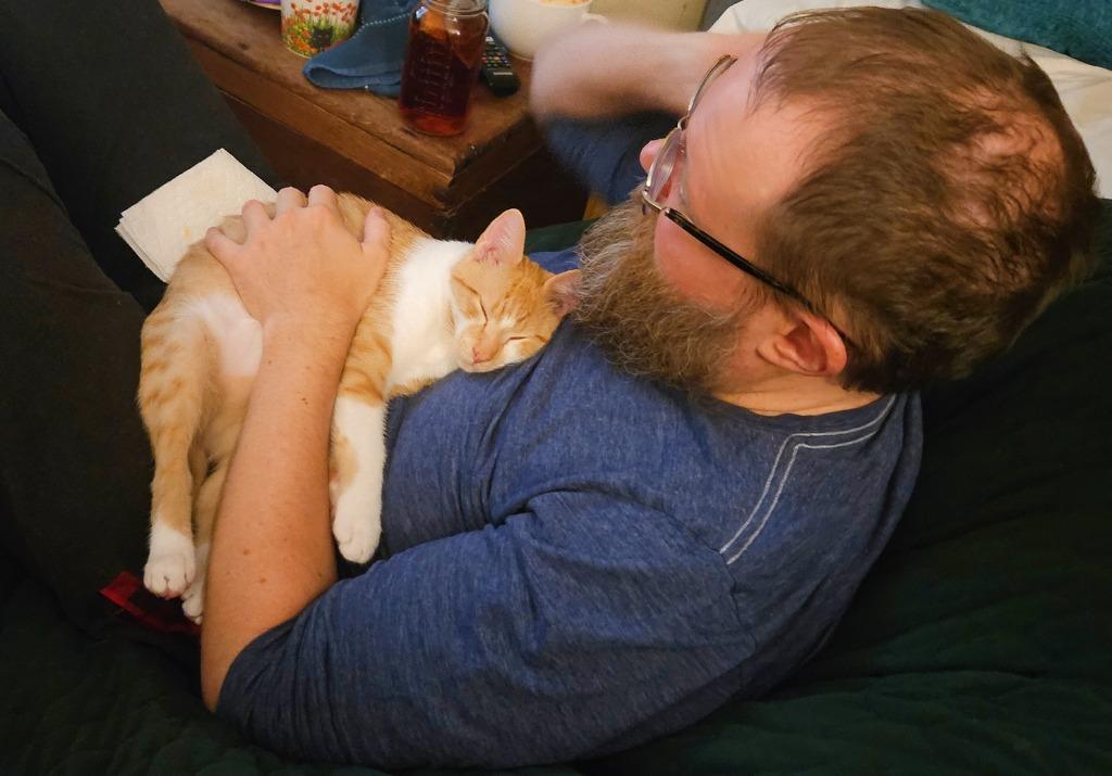 Enlarge Haymitch Abernathy, a Adoptable mixed breed in Parkville, MD image 3/6