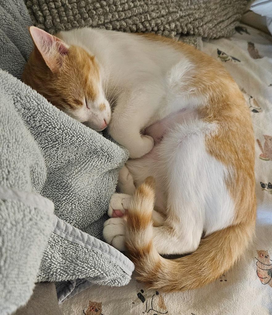 Enlarge Haymitch Abernathy, a Adoptable mixed breed in Parkville, MD image 4/6