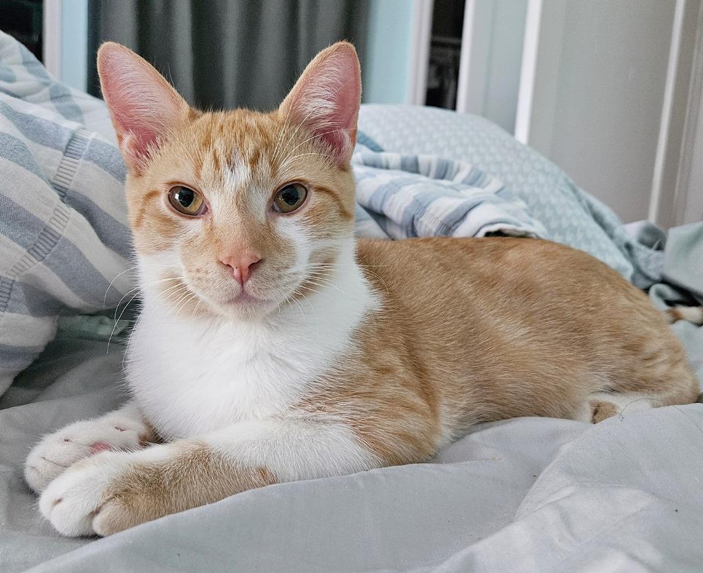 Enlarge Haymitch Abernathy, a Adoptable mixed breed in Parkville, MD image 5/6