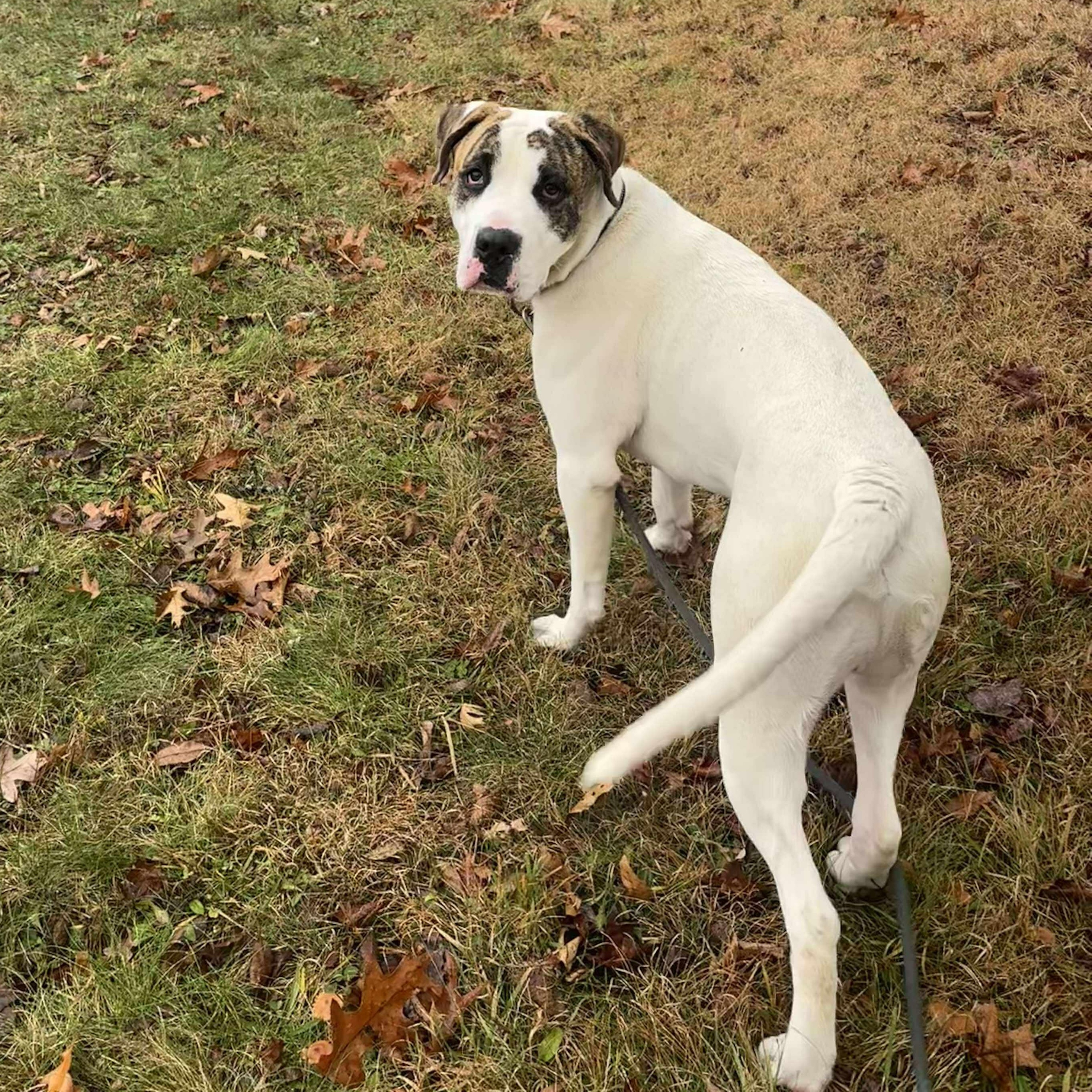 Bandit, a Adoptable Mixed Breed in Tioga, PA image 6/6
