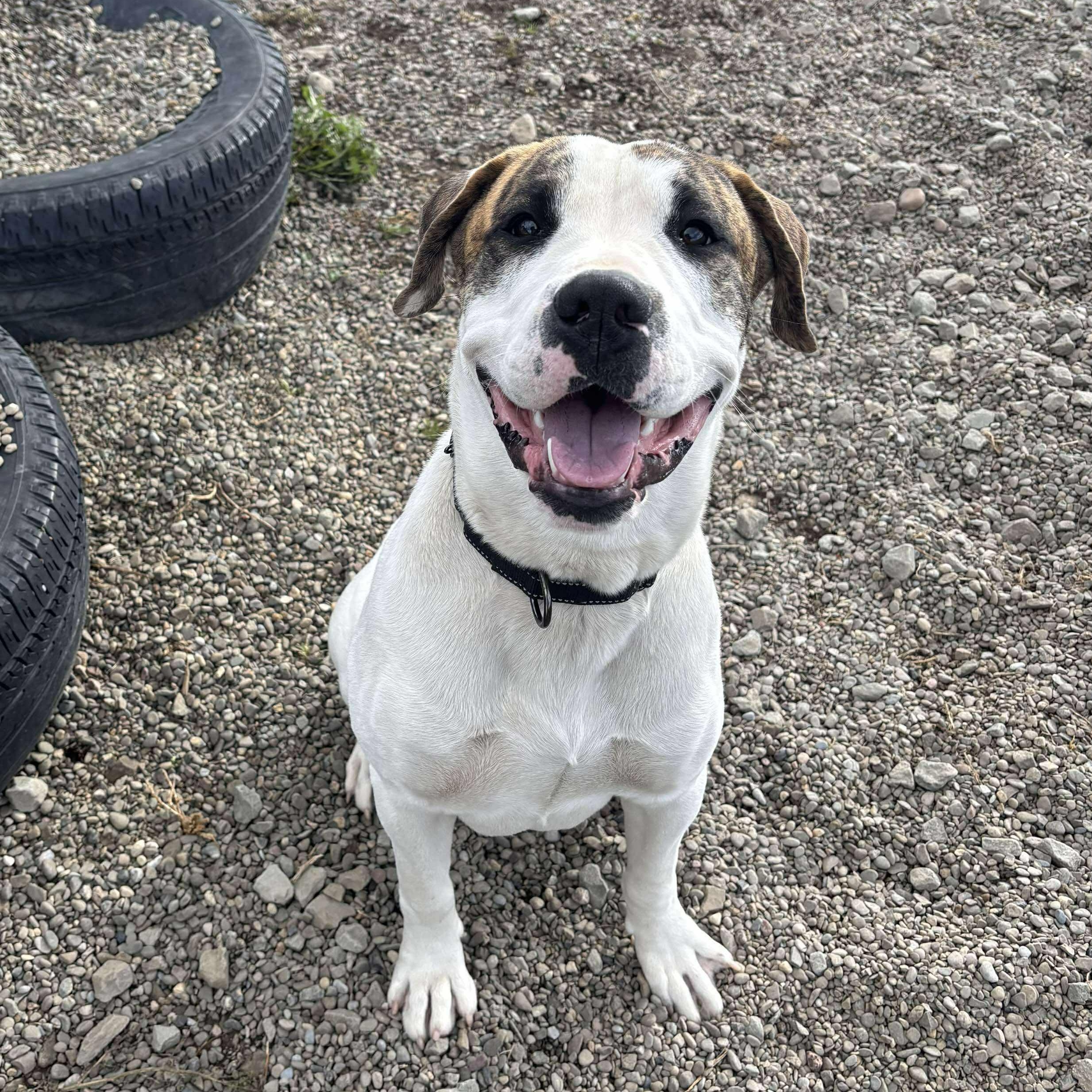 Bandit, a Adoptable Mixed Breed in Tioga, PA image 4/6