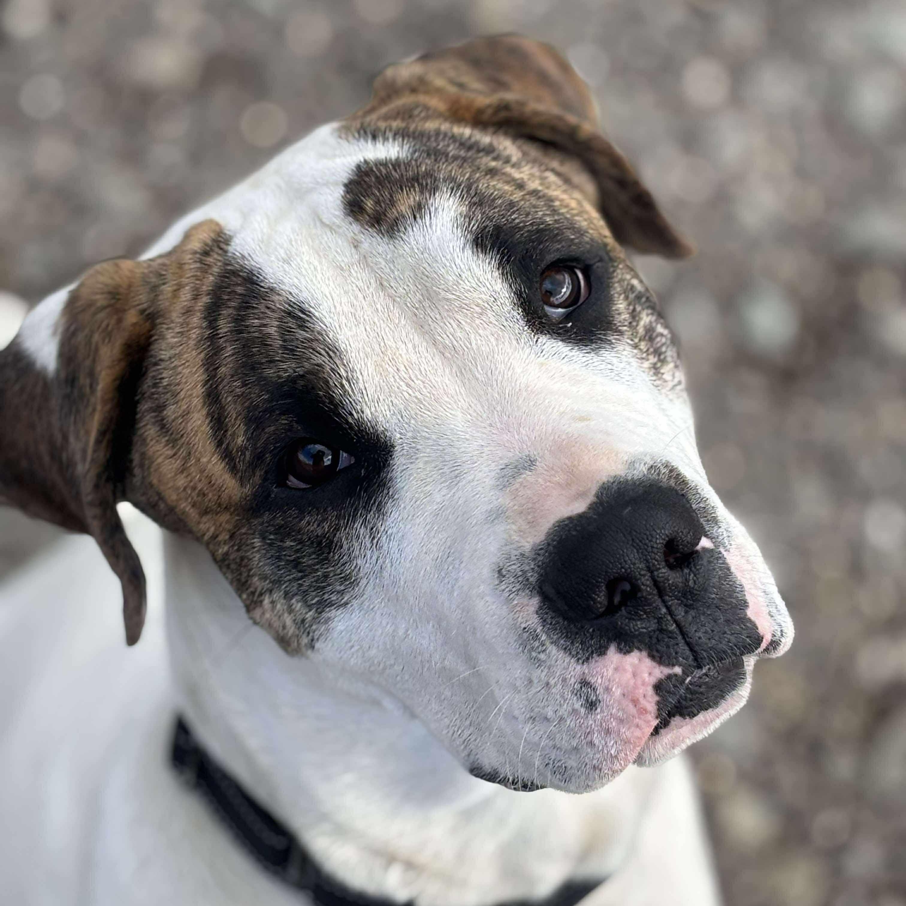 Bandit, a Adoptable Mixed Breed in Tioga, PA image 3/6