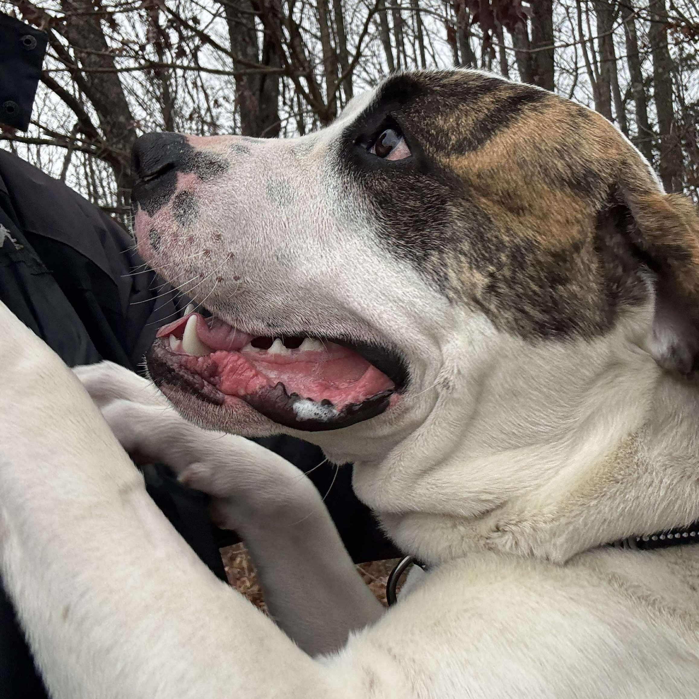 Bandit, a Adoptable Mixed Breed in Tioga, PA image 5/6