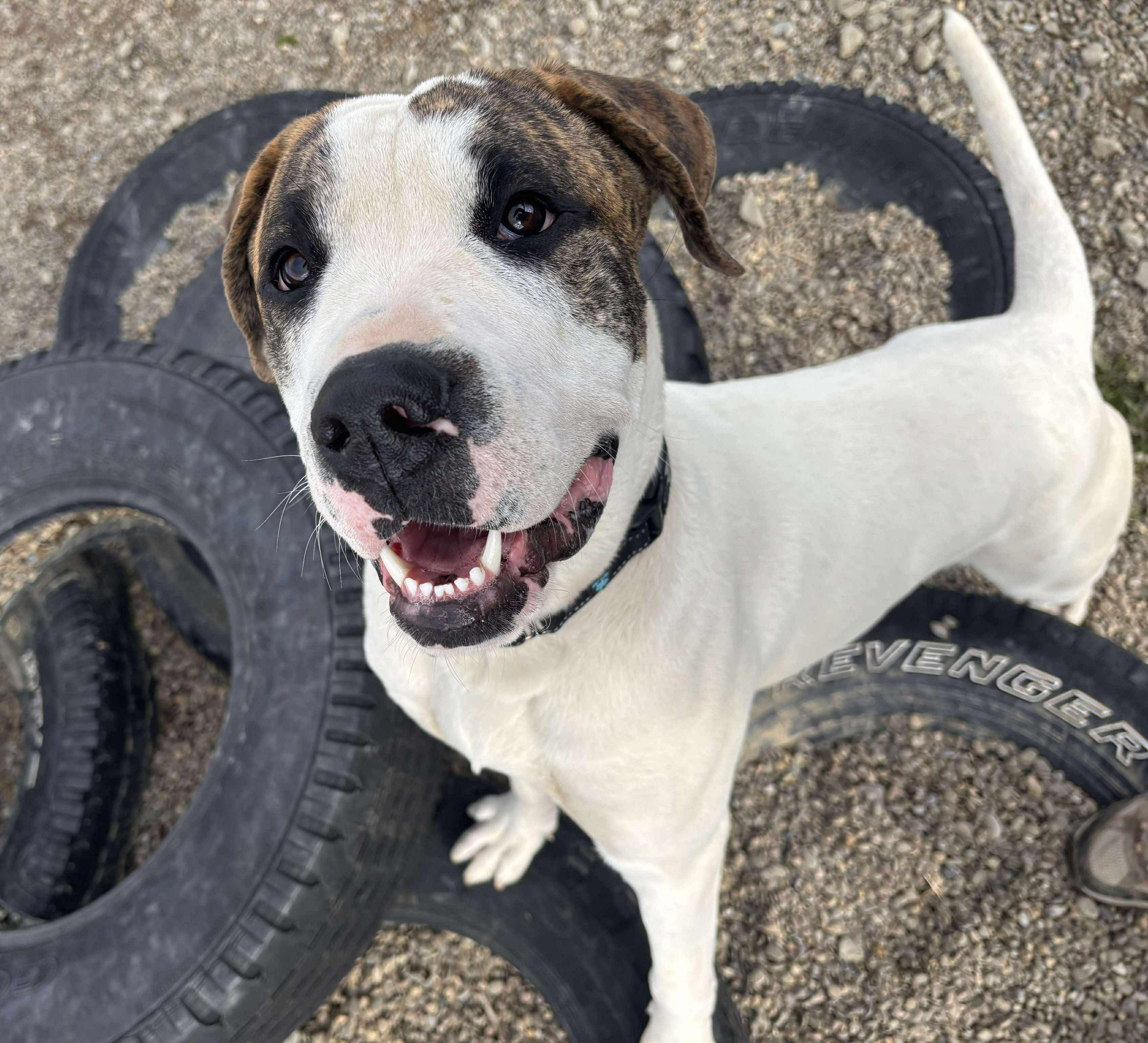 Bandit, a Adoptable Mixed Breed in Tioga, PA image 2/6