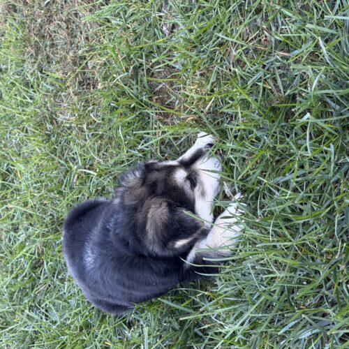 Morticia, Adoptable, Puppy Female Beagle & Husky.
