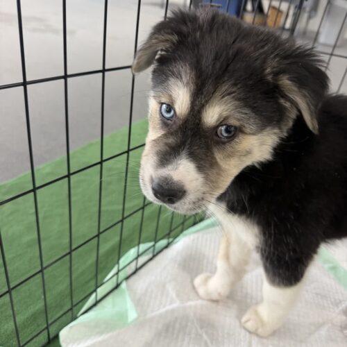 Morticia, Adoptable, Puppy Female Beagle & Husky.