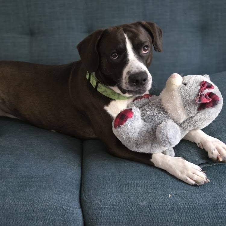 Dunkin, Adoptable, Young Male Border Collie & Hound.