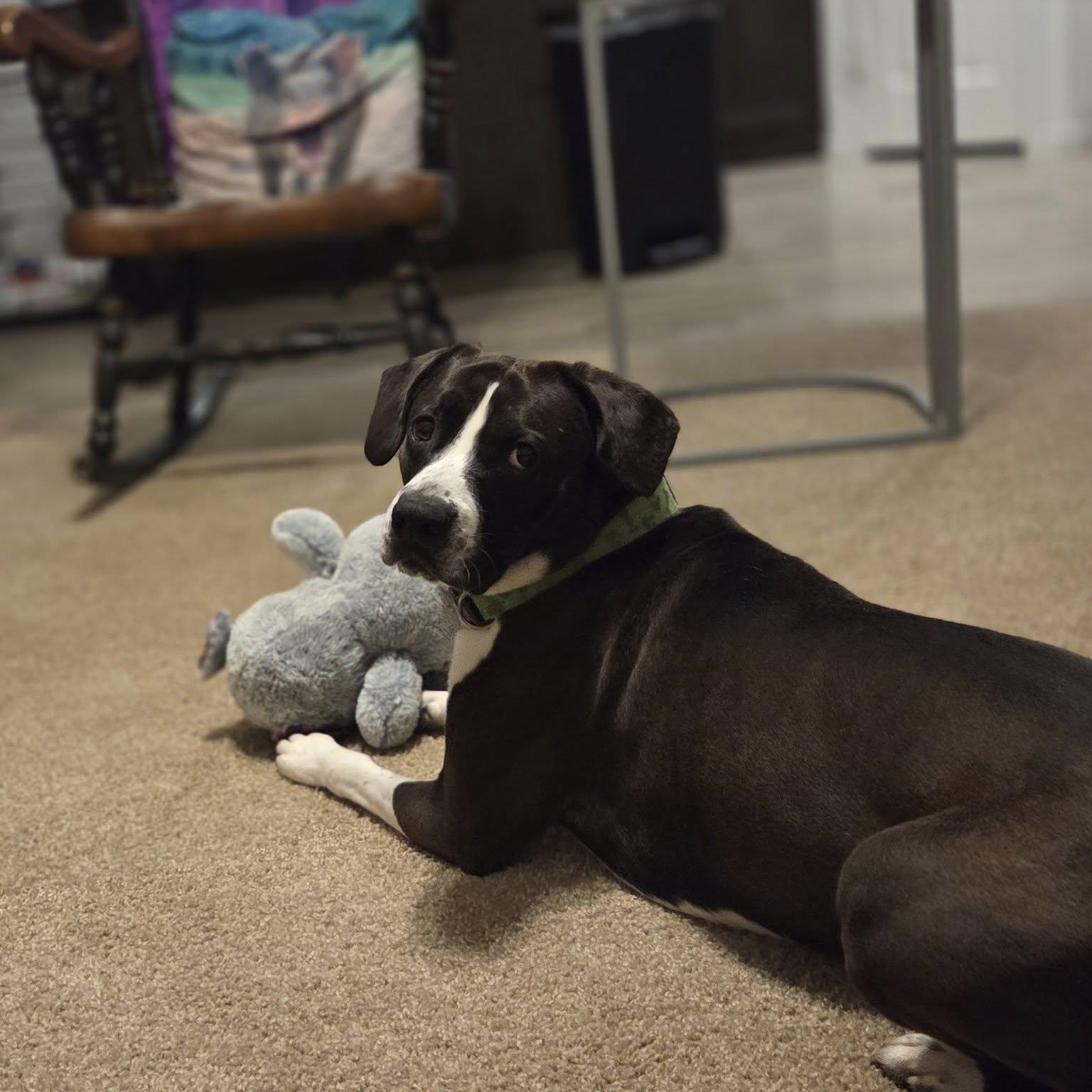 Dunkin, a Adoptable mixed breed in Martinsville, IN image 6/6