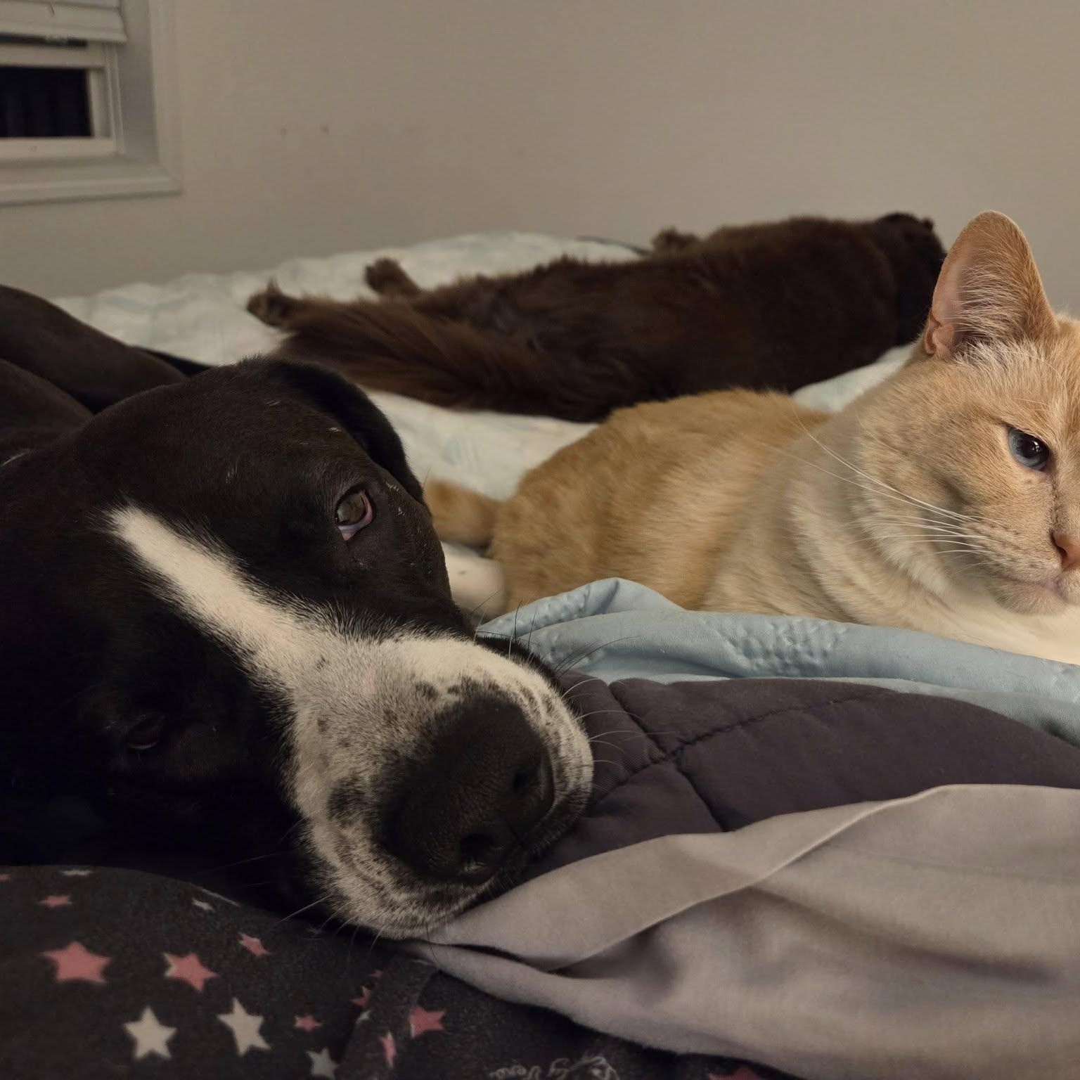 Dunkin, a Adoptable mixed breed in Martinsville, IN image 2/6