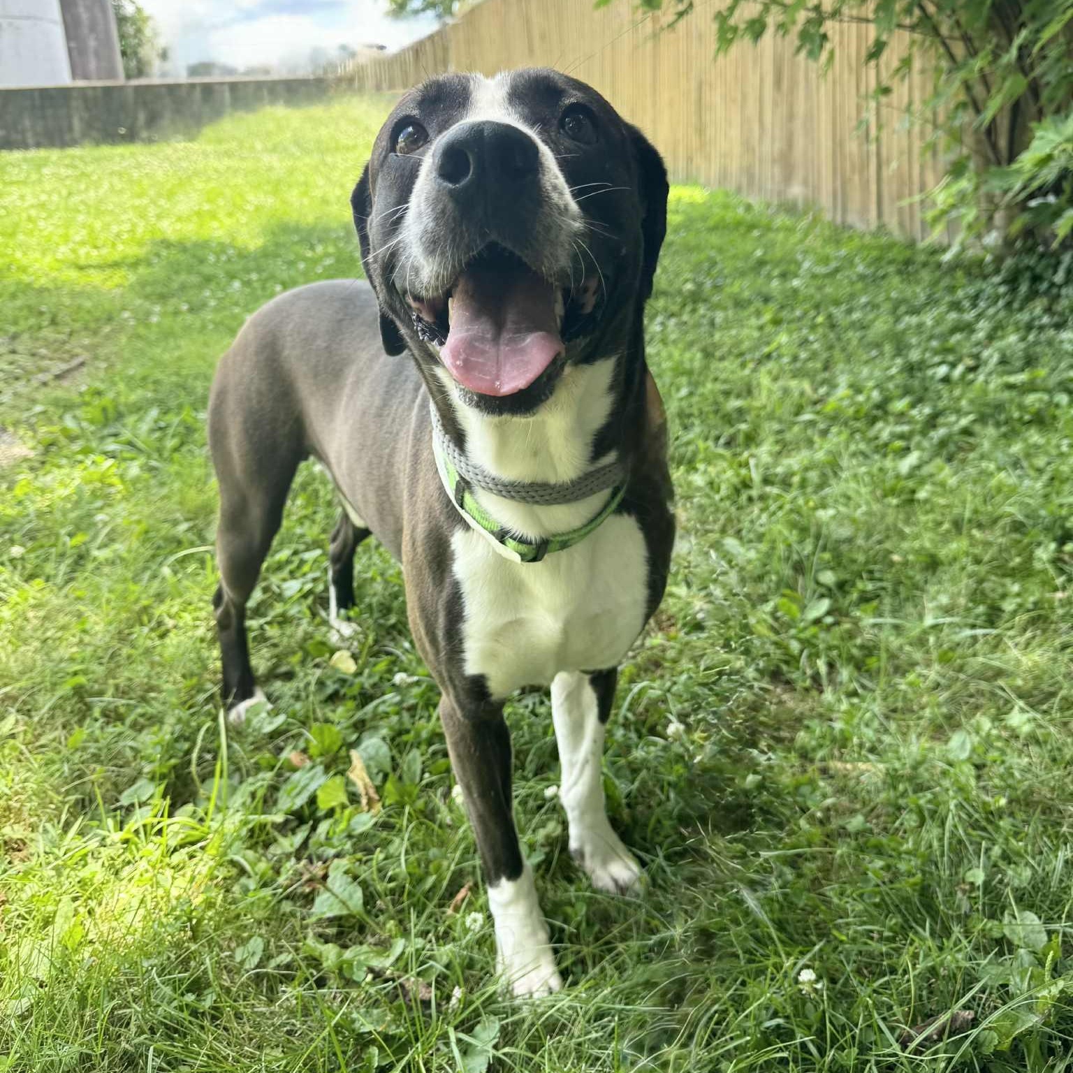 Dunkin, a Adoptable mixed breed in Martinsville, IN image 4/6