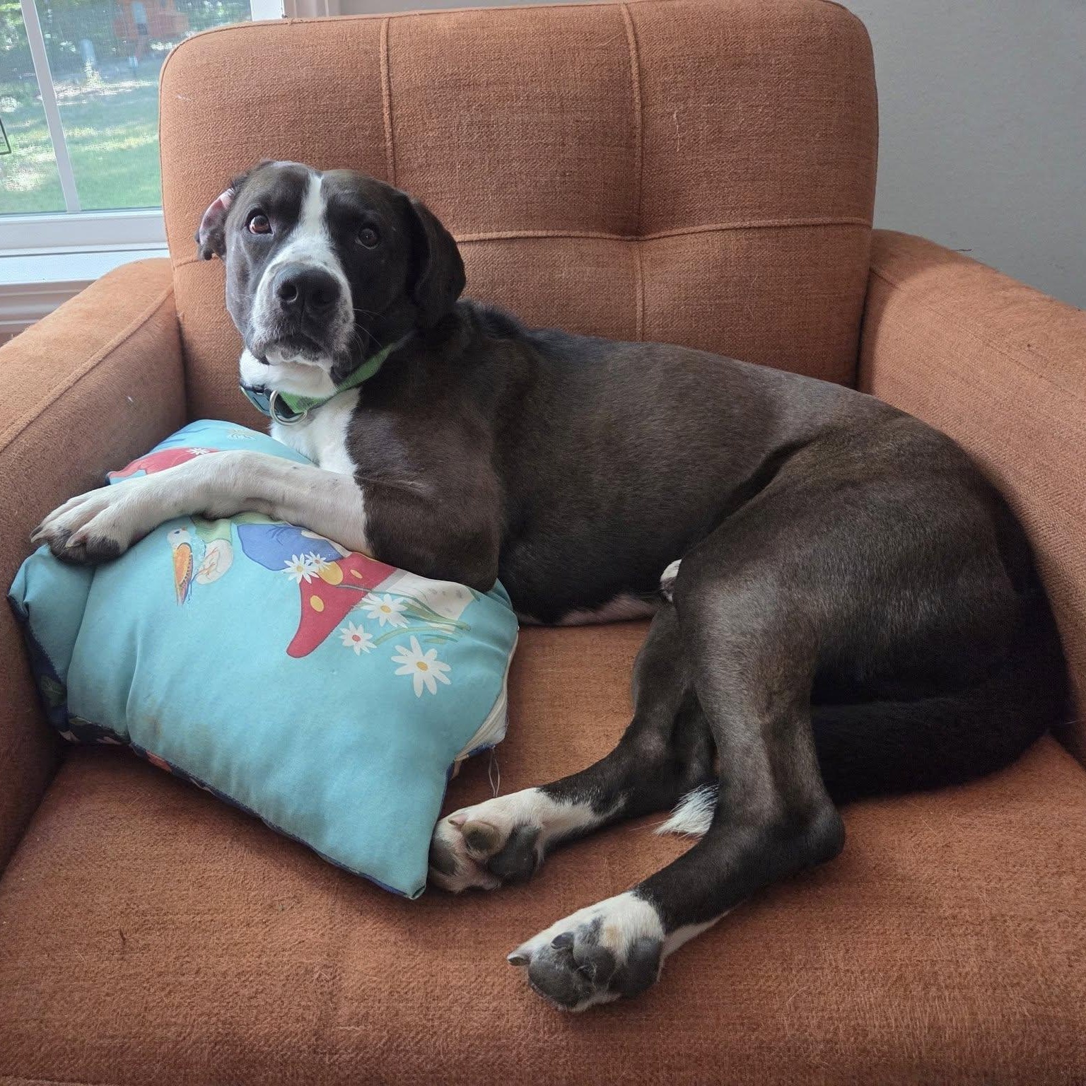 Dunkin, a Adoptable mixed breed in Martinsville, IN image 3/6