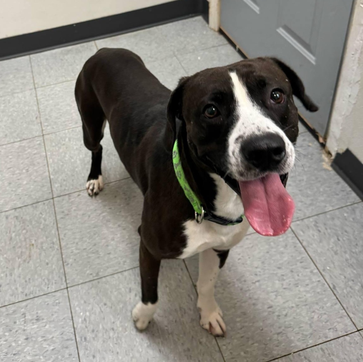 Dunkin, a Adoptable mixed breed in Martinsville, IN image 5/6