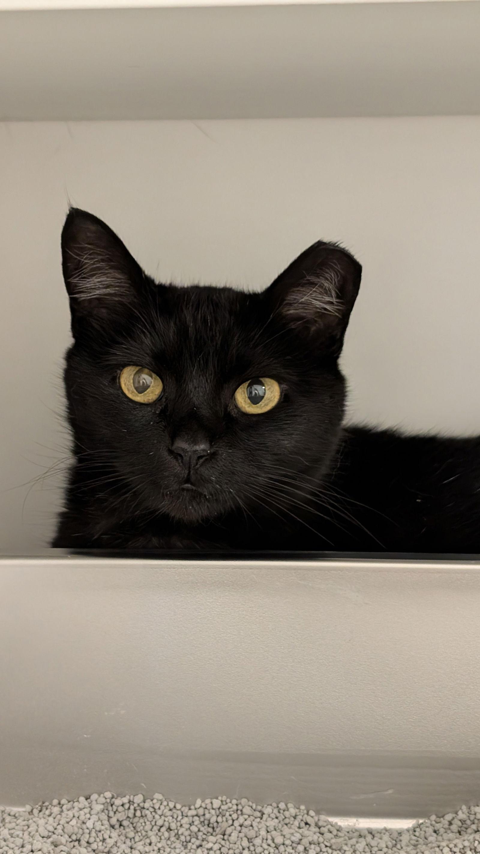 Maeve, a Adoptable Domestic Short Hair in Columbus, OH image 1/3