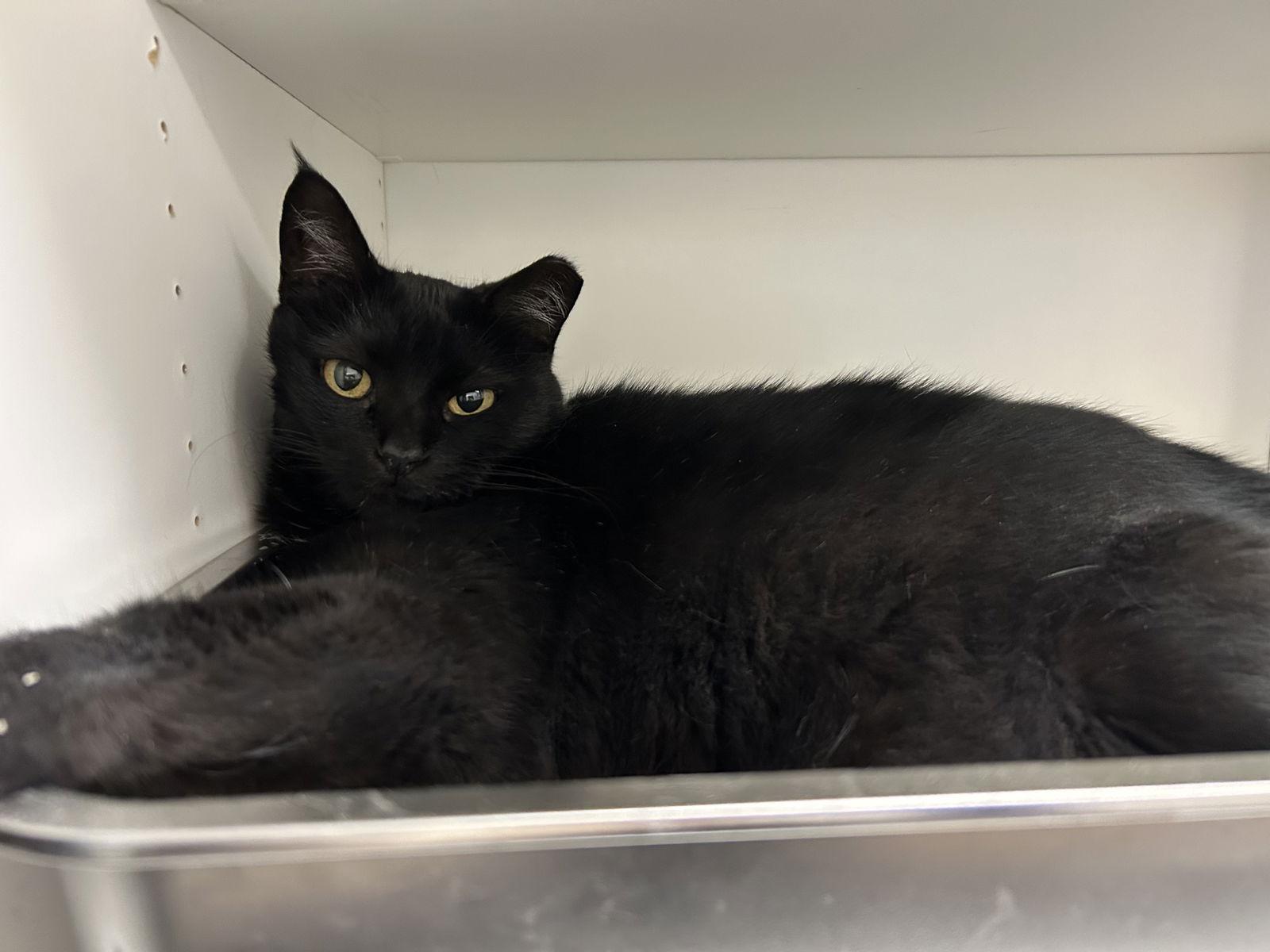 Maeve, a Adoptable Domestic Short Hair in Columbus, OH image 2/3