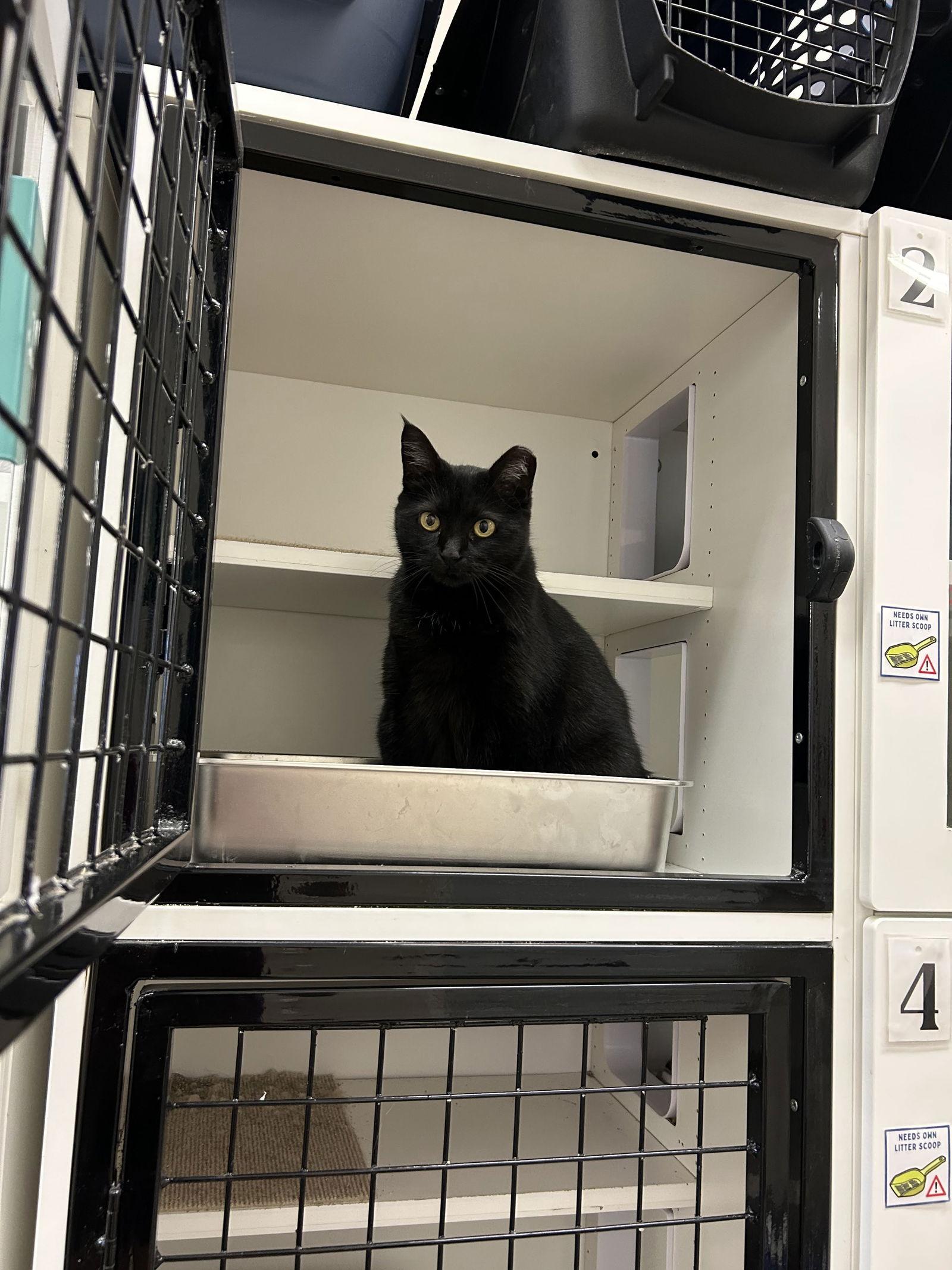 Maeve, a Adoptable Domestic Short Hair in Columbus, OH image 3/3