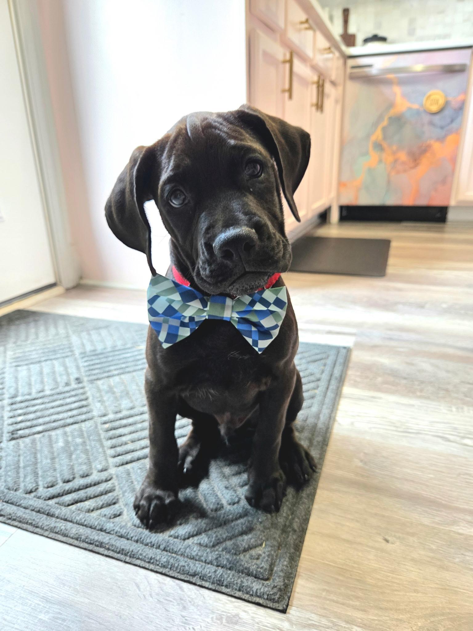 Gnocchi, Adopted, Puppy Male Boxer & Labrador Retriever.
