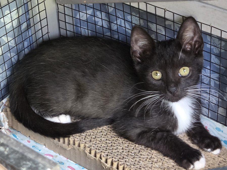 Enlarge Ivy, a Adoptable Domestic Short Hair in Bowie, MD image 2/5