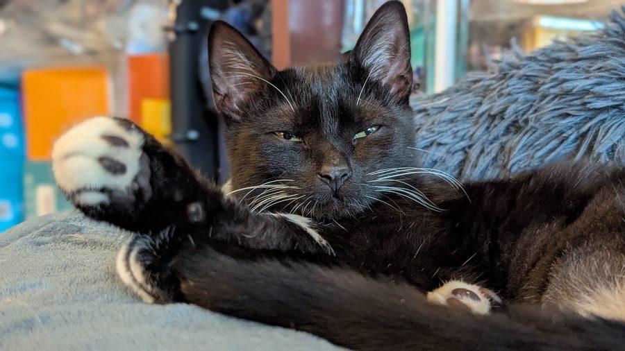 Enlarge Ivy, a Adoptable Domestic Short Hair in Bowie, MD image 3/5